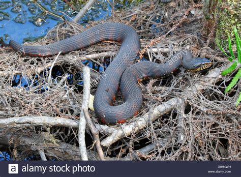 Florida Banded Water Snake Stock Photos And Florida Banded Water Snake