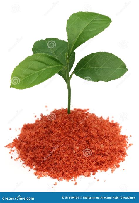 Plant In Muriate Of Potash Fertilizer Stock Image Image Of Food