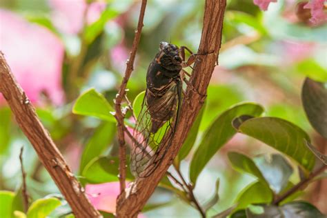 Illinois Set For Rare Dual Cicada Emergence Unseen Since The 19th