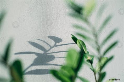 Plant Shadow Wallpapers - Top Free Plant Shadow Backgrounds - WallpaperAccess