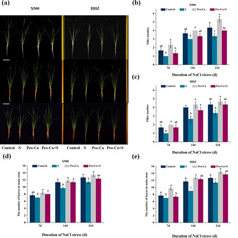 Effects of Pro-Ca on rice growth under NaCl stress (left: X900; right ... 