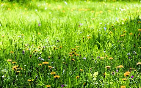 Gambar Gratis Bunga Flora Rumput Padang Rumput Alam Musim Panas Lapangan Rumput Hijau