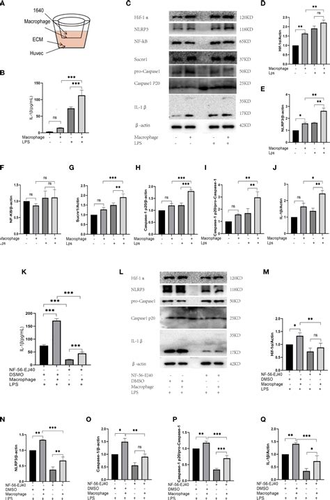 Frontiers Succinateil 1β Signaling Axis Promotes The Inflammatory