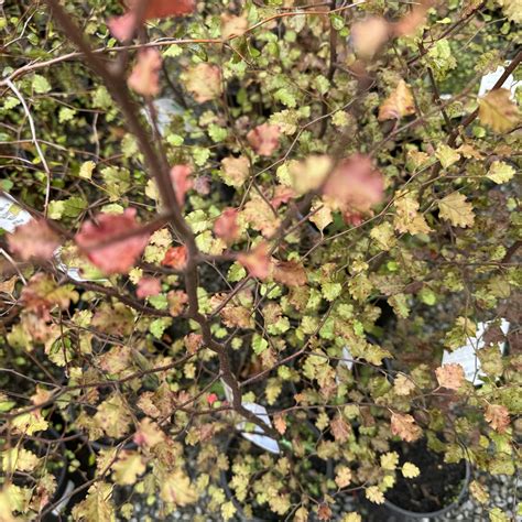 Nothofagus Fusca Nz Native Red Beech L Lushingtons