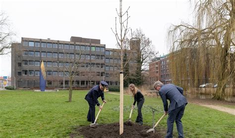 Nazaat Kastanjeboom Van Anne Frank Geplant In Ridderkerk Al Het