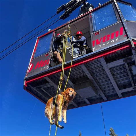 Skiing Safety Tip: Look for the Avalanche Rescue Dogs Who Save Lives