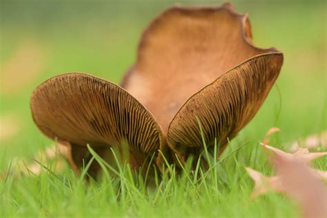 Vroege Vogels Foto Schimmels Krulzwam