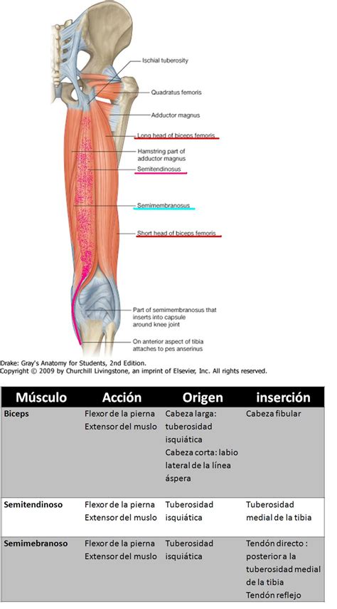 Anatomía Unam Muslo Posterior