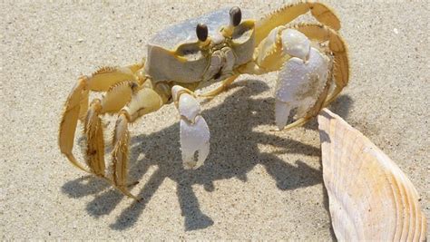 Animated Clipart Of Sand Crabs And Shells