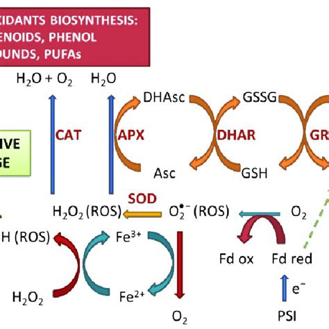 Reactive Oxygen Species ROS Formation And Antioxidant Enzymatic