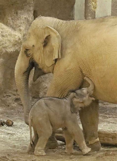 ゾウ赤ちゃんは女の子 好奇心旺盛、札幌・円山動物園 産経ニュース