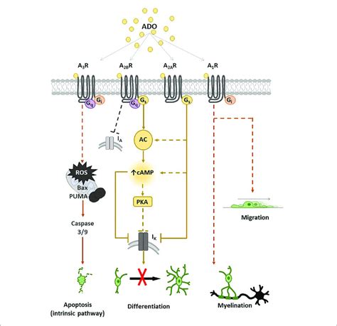 Adenosine Receptor Expression And Main Transduction Pathways