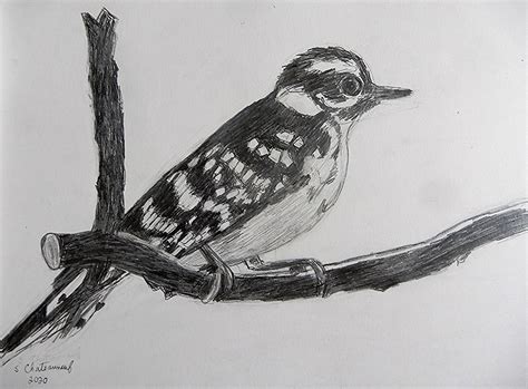 Downy Woodpecker Pencil Drawing By Steven Chateauneuf 2… Flickr