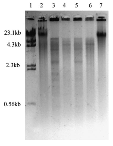 Restriction Digestion Analysis Of Chickpea Cultivar Iccv Dna Lane