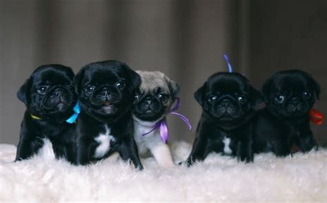 Black Pug: Is it the Right Pet for You? (+Insights and Tips)