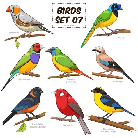 Ilustraci N De Vector Colorido De Dibujos Animados Conjunto De Aves