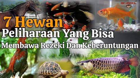 7 Hewan Peliharaan Yang Bisa Membawa Keberuntungan Dalam Hidup Hewan