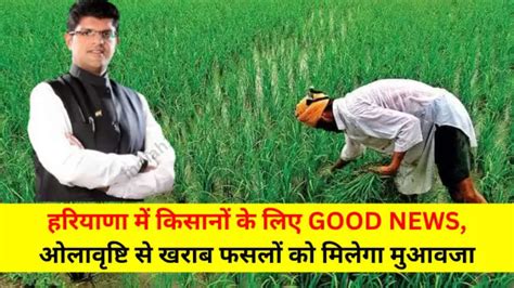 Haryana Farmer News हरियाणा में किसानों के लिए Good News ओलावृष्टि