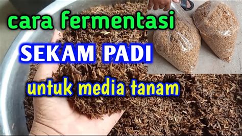 Cara Fermentasi Sekam Padi Untuk Media Tanam YouTube