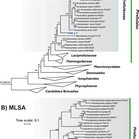 A S Rrna Gene Based Phylogenetic Tree Of Described Planctomycetal