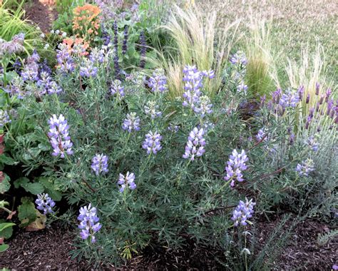 Late To The Garden Party My Favorite Plant This Week Lupinus Chamissonis