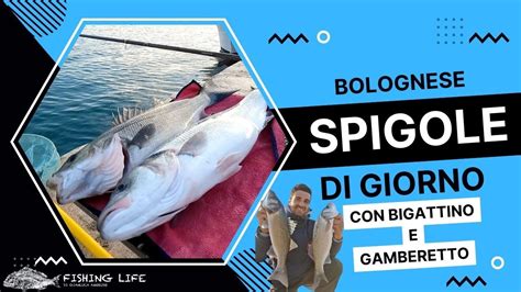 Pesca Bolognese Pescare Spigola Con Bigattino E Gamberetto Di Giorno