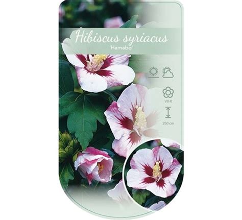 Hibiscus Syriacus Hamabo Tuincentrum Pelckmans