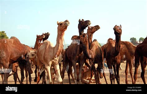 La foire aux chameaux pushkar Banque de photographies et dimages à