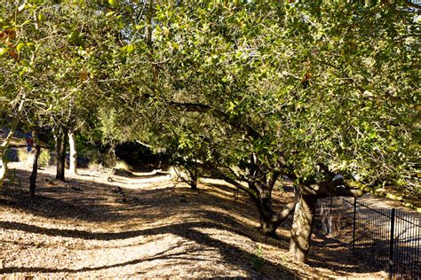 Thousand Oaks California Peaceful Shaded Pathway Through The