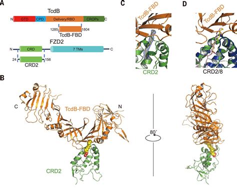 Structural Basis For Recognition Of Frizzled Proteins By Clostridium