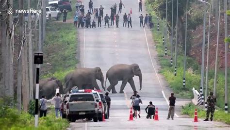 Breathtaking Moment Herd Of Elephants Hold Up Traffic To Cross Road In Thailand Video Dailymotion