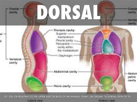 Anatomy Terms by Erin Pennington 