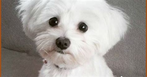 maltese care maltese puppy cut info
