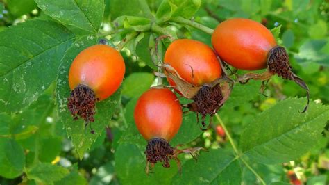 Kostenlose Foto Baum Natur Ast Frucht Beere Blatt Blume