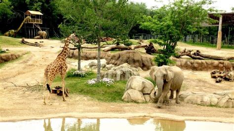 Dallas Zoo - tickets, prices, discount, animals, shows, keeper talks