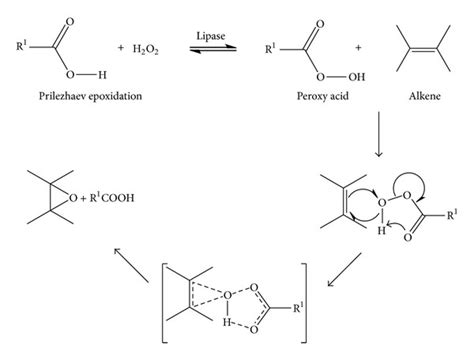 Chemoenzymatic Epoxidation Of Alkenes And Reusability Study Of The