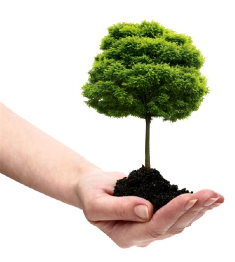 Tree In Hand Png