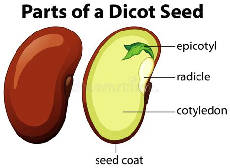 Diagrama Que Muestra Partes De Semilla De Dicot Sobre Fondo Blanco