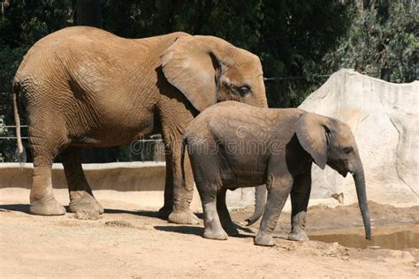 Elefante Del Bambino E Della Madre Fotografia Editoriale Immagine Di