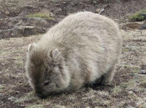 Definitive Guide To Common Wombat Facts, Habitat, Conservation Status ...