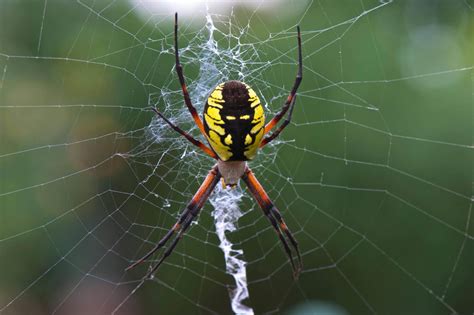 Garden Spider Control: Identifying and Handling Garden Spiders