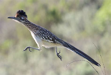 Are There Roadrunners In Colorado? Exploring Colorados Wildlife