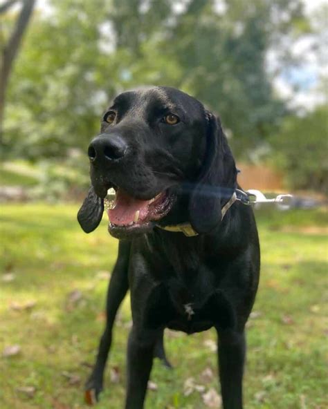 Bluetick Coonhound Lab Mix: Info, Pictures, Traits & Facts