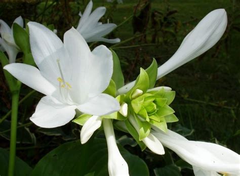 Off the top: White hosta flowers