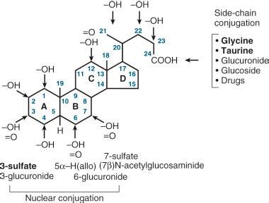 Bile Acids And Bile Flow New Functions Of Old Molecules Clinical Tree