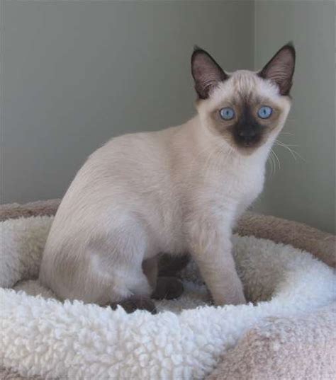 Black&Tan Siamese kitten diary Tasa 2010