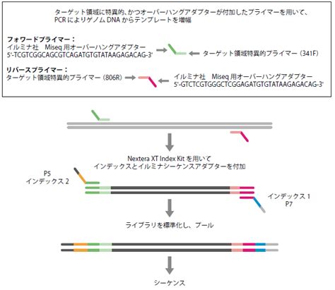 16s V3 V4 Metagenomic Library Construction Kit For Ngs｜タカラバイオ株式会社