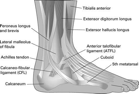 Soft Tissue Injury Commissioned Series Lower Leg Ankle And Foot