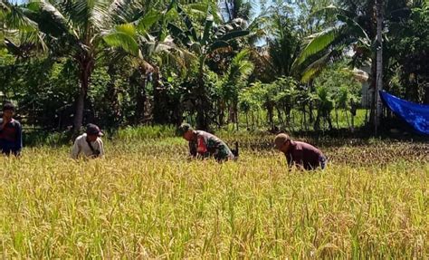 Babinsa Koramil Bokat Bantu Petani Panen Padi Hingga Perontokan