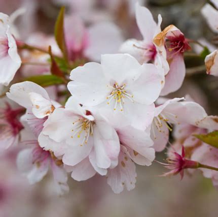 Prunus The Bride 12 Litre Stewarts Garden Centre